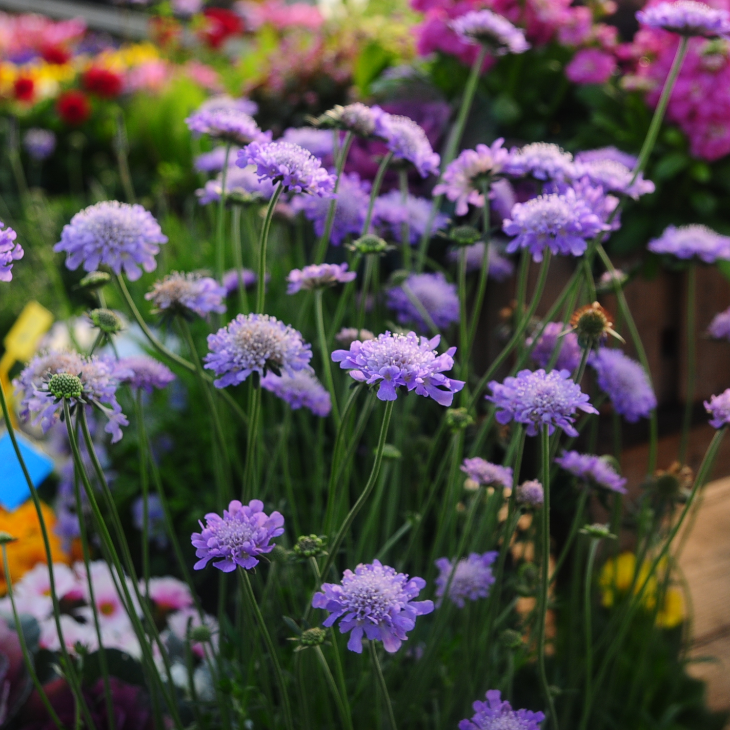 蓝盆花多年生耐寒植物蓝紫色系开花植物阳台庭院