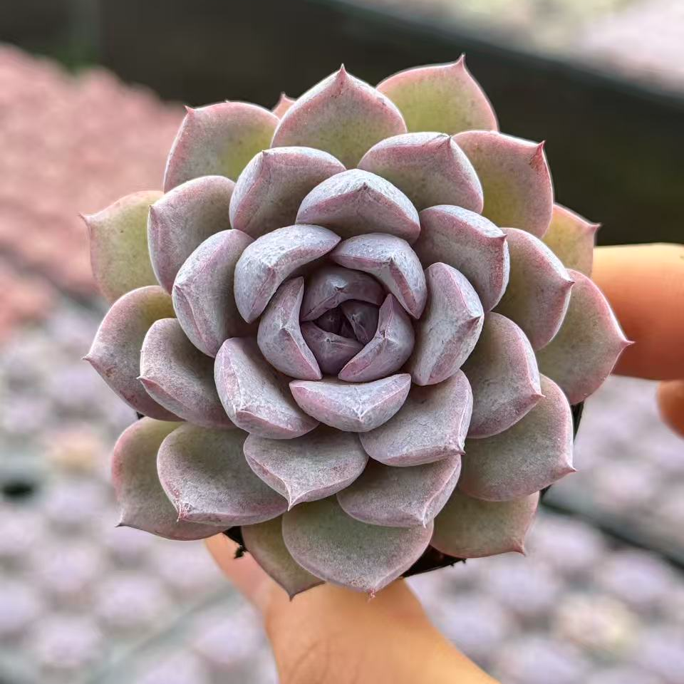 5#迷雾行者多肉植物     前男友精品多肉 KSM1409