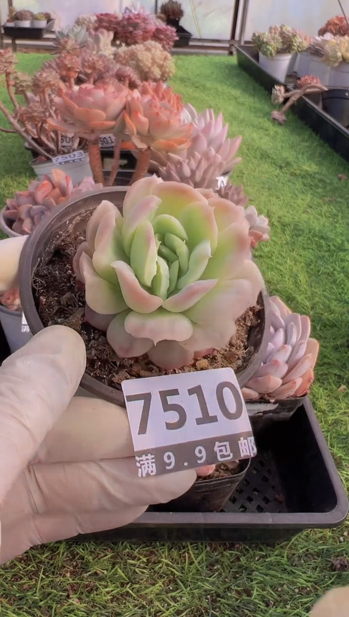 【闪购商品】信福多肉一物一拍