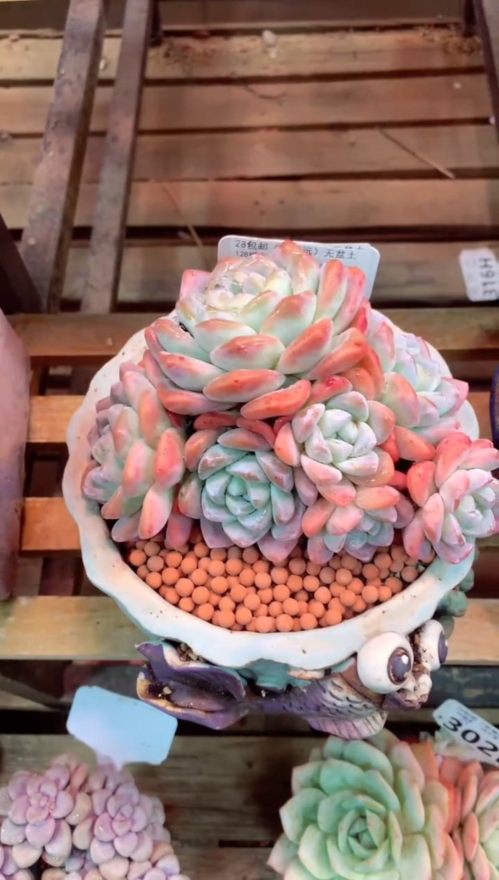 306P（一物一拍，精品多肉，所见即所得 ）