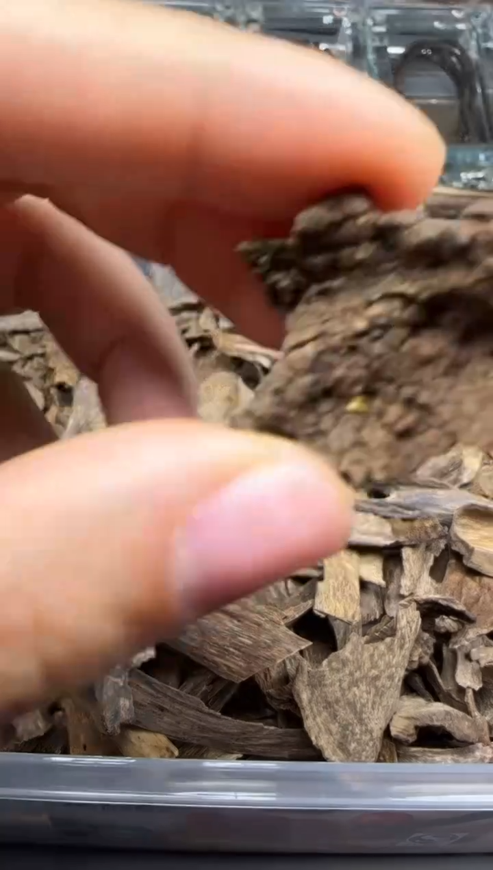 【闪购商品】金三角金三角金三角10