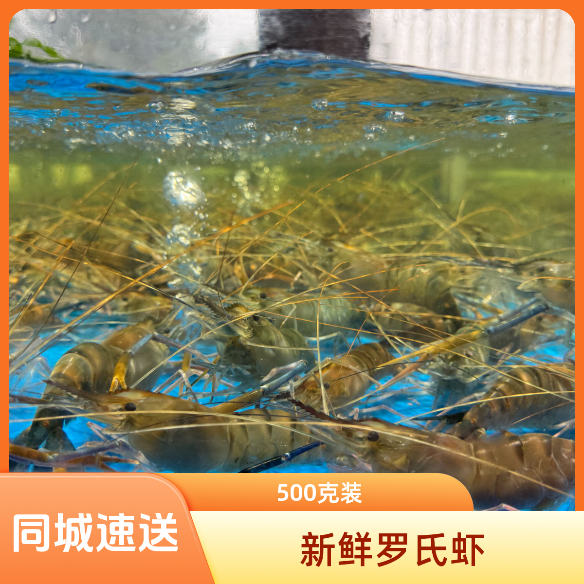 断氧罗氏虾 1500g （保鲜不保活）