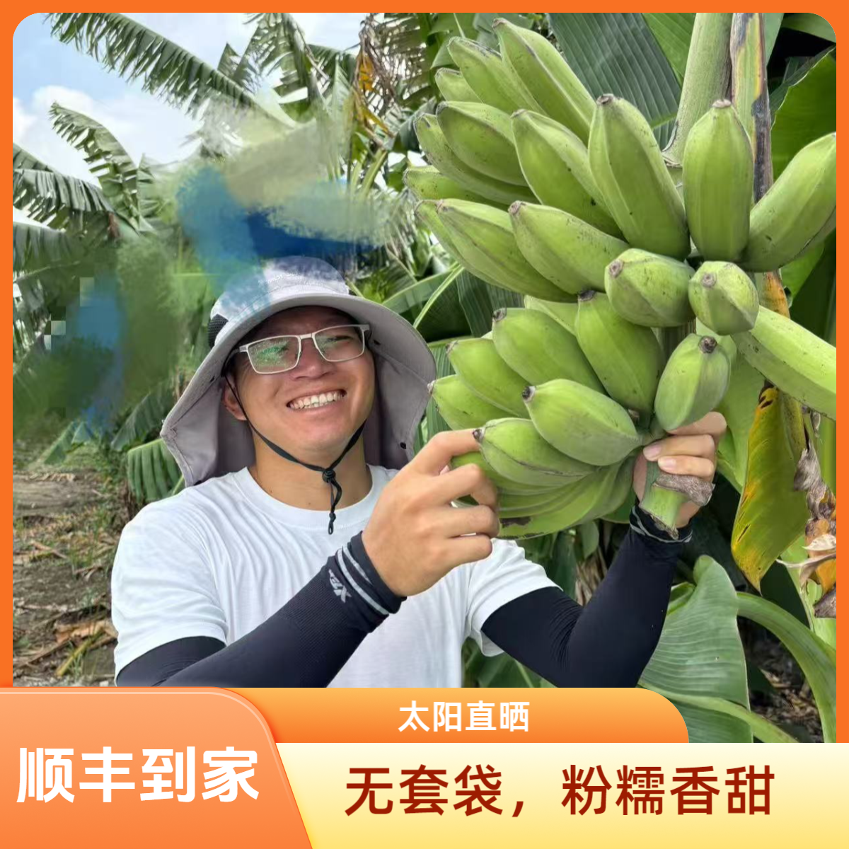 南沙万顷沙现摘芭蕉粉糯香甜当季新鲜水果大蕉