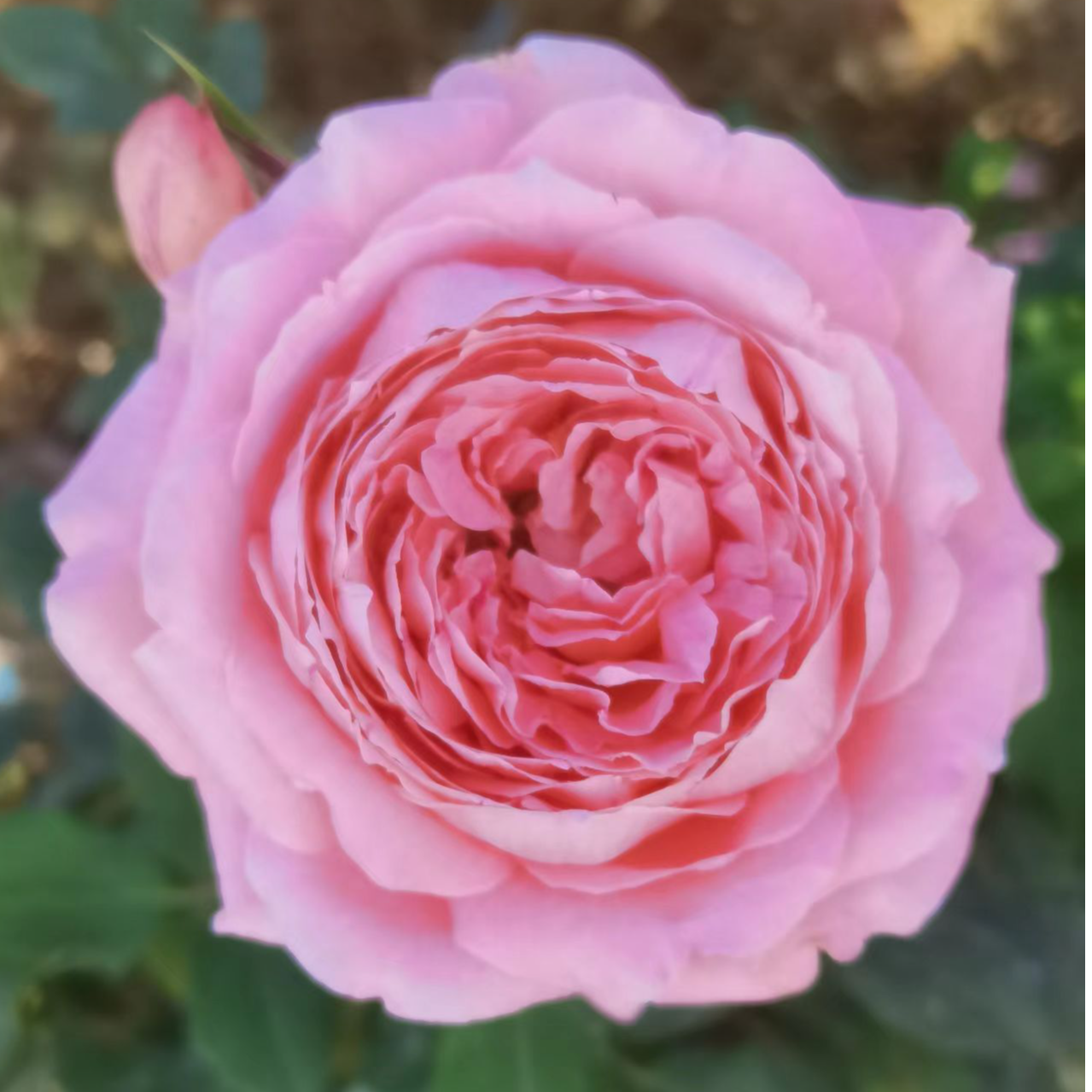 (三加仑露天月季苗）一物一拍专用链接