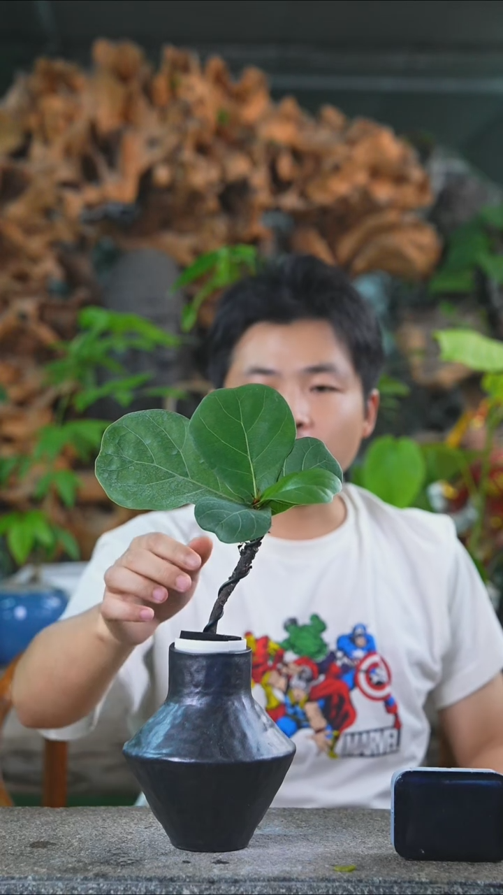 完全开放琴叶榕228T