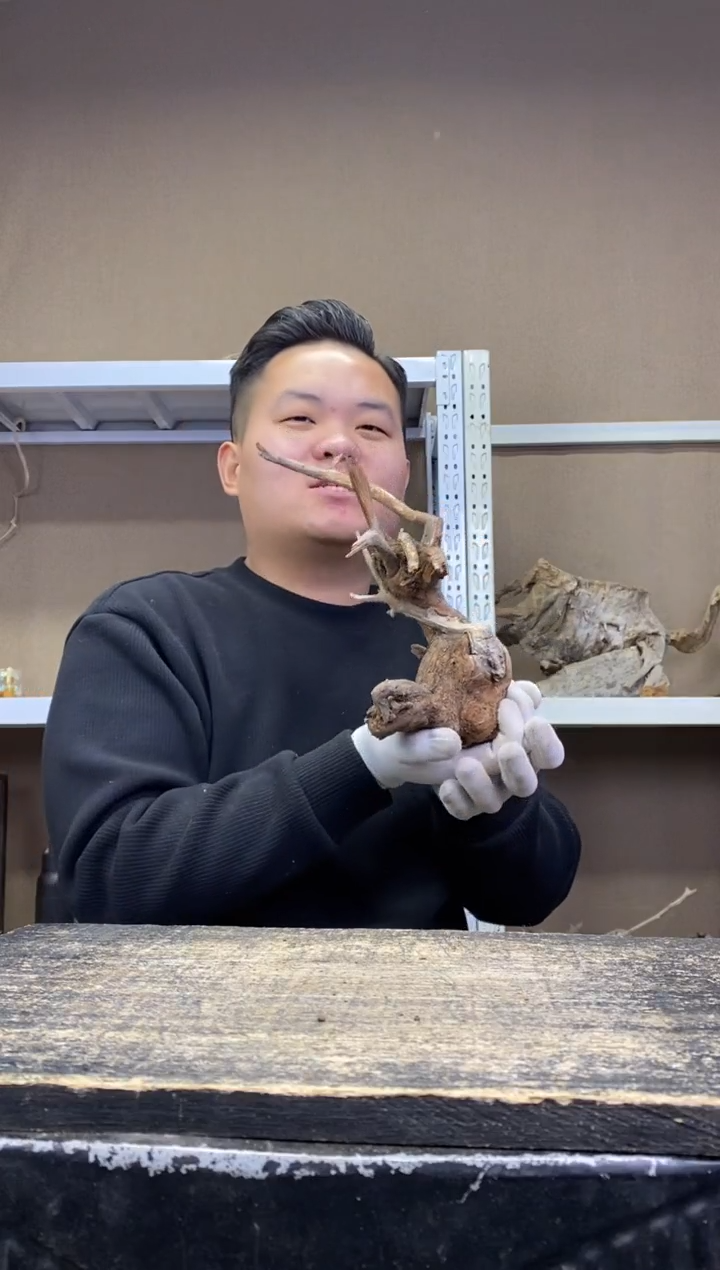 闲**鹤 胖胖崖柏 闲云野鹤 