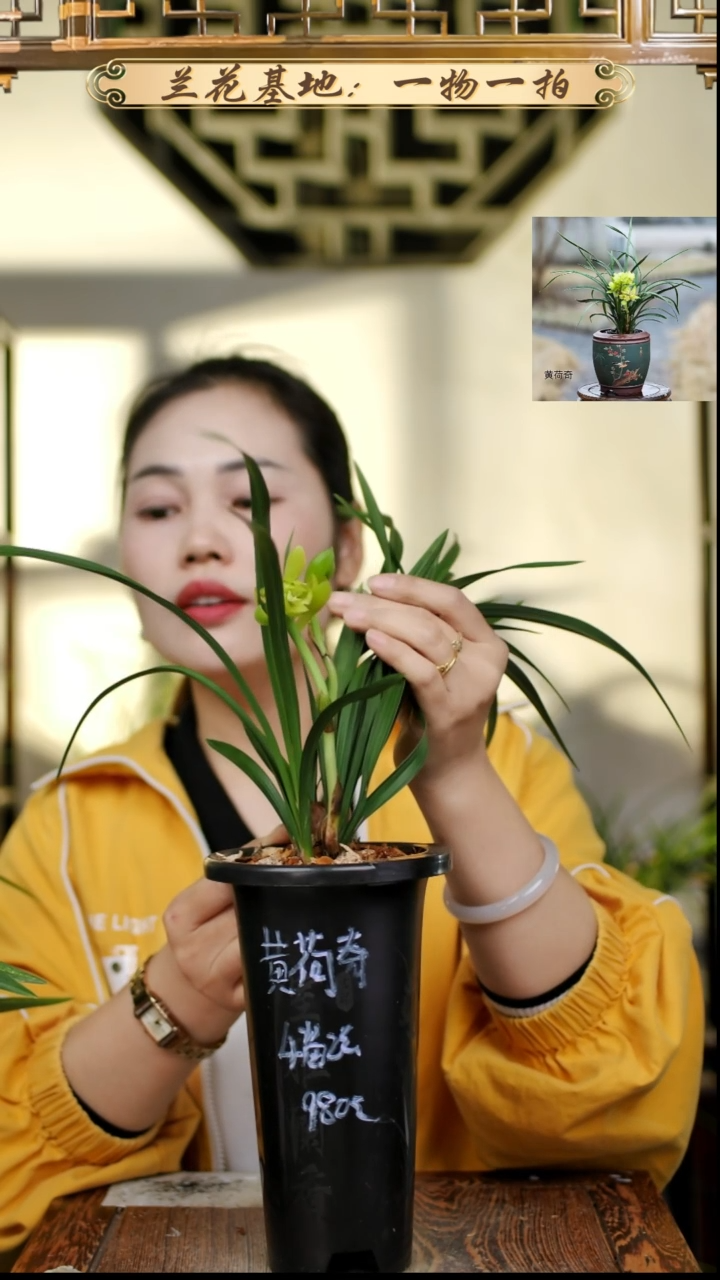 完全开放春兰黄荷奇