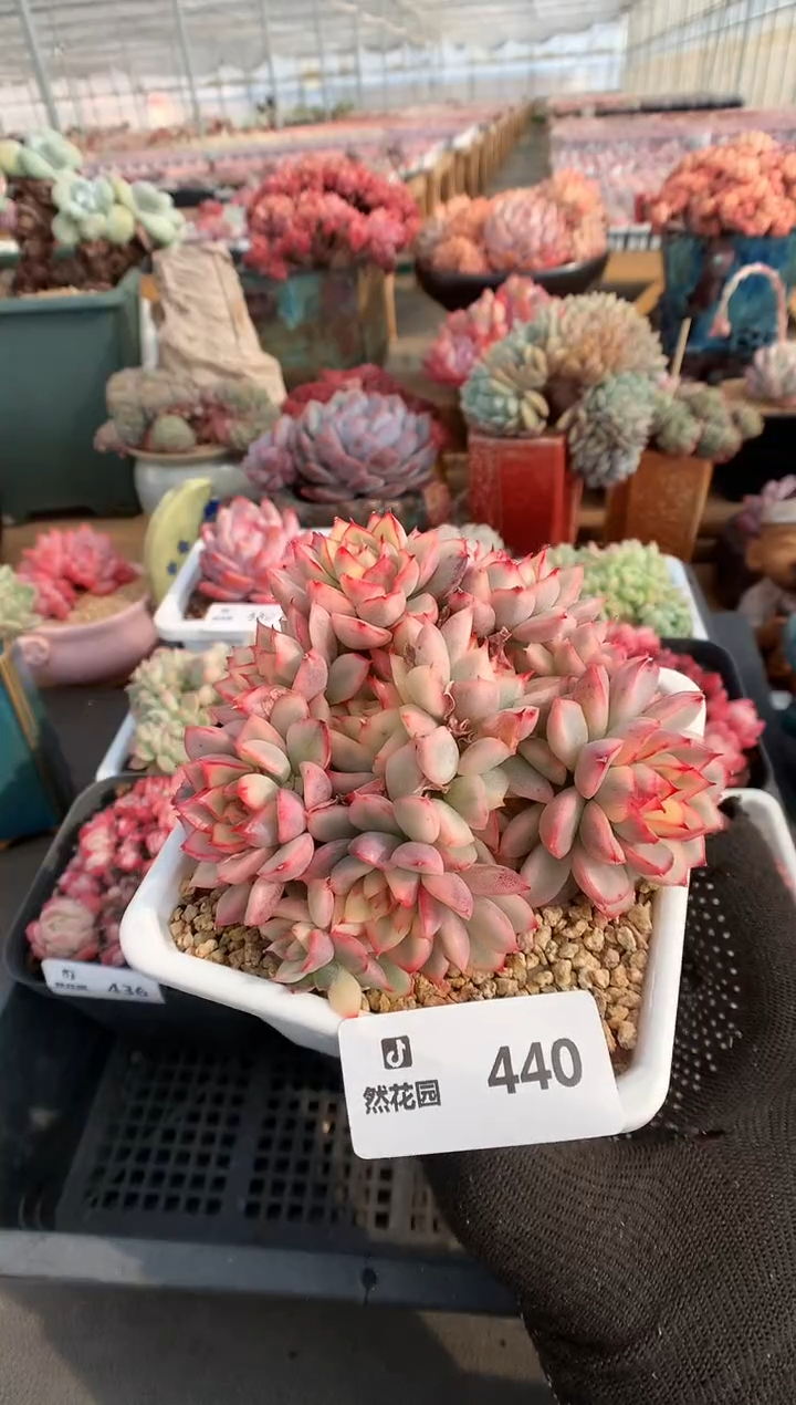 【闪购商品】440女雏锦一物一拍