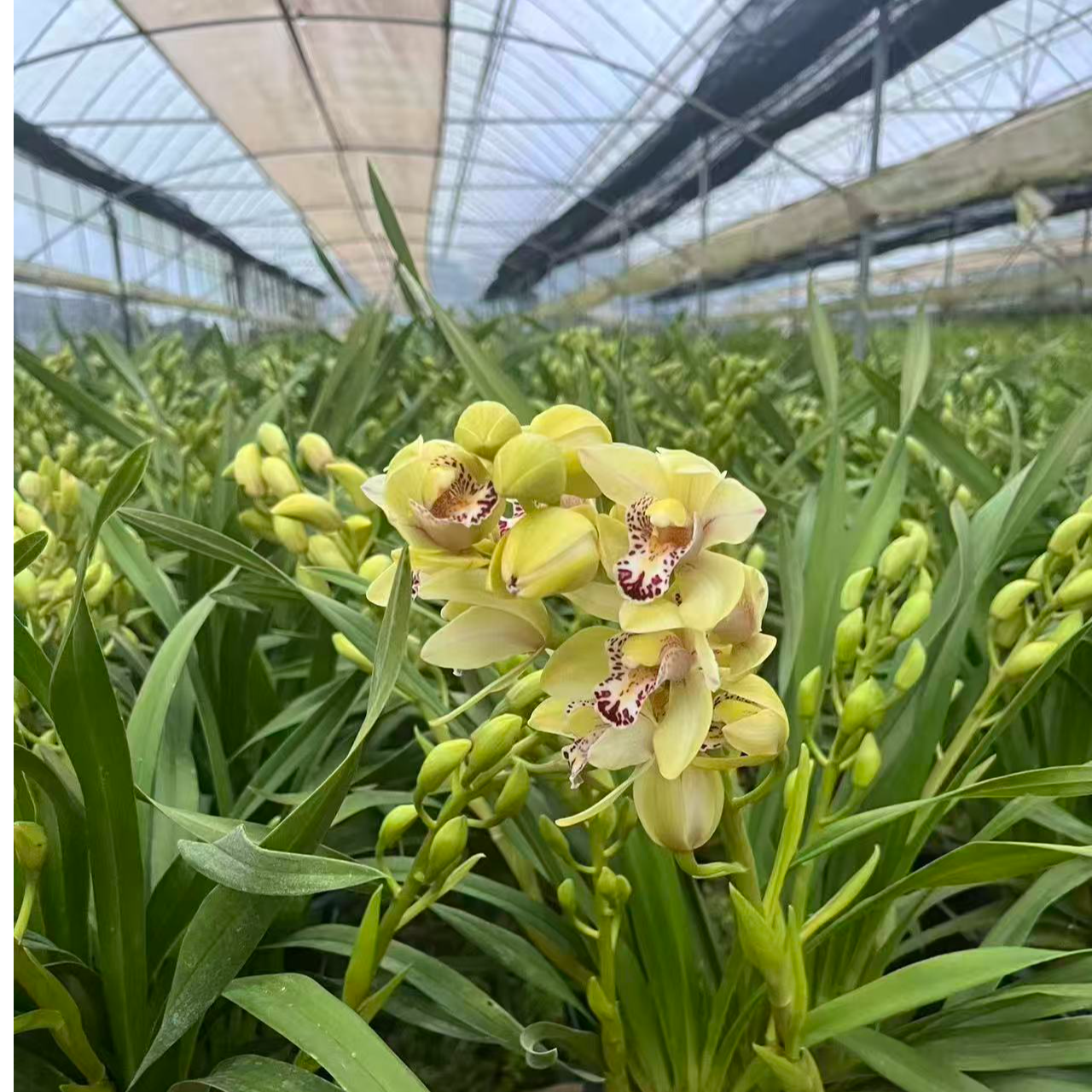 年宵花大花蕙兰【白玉珠】