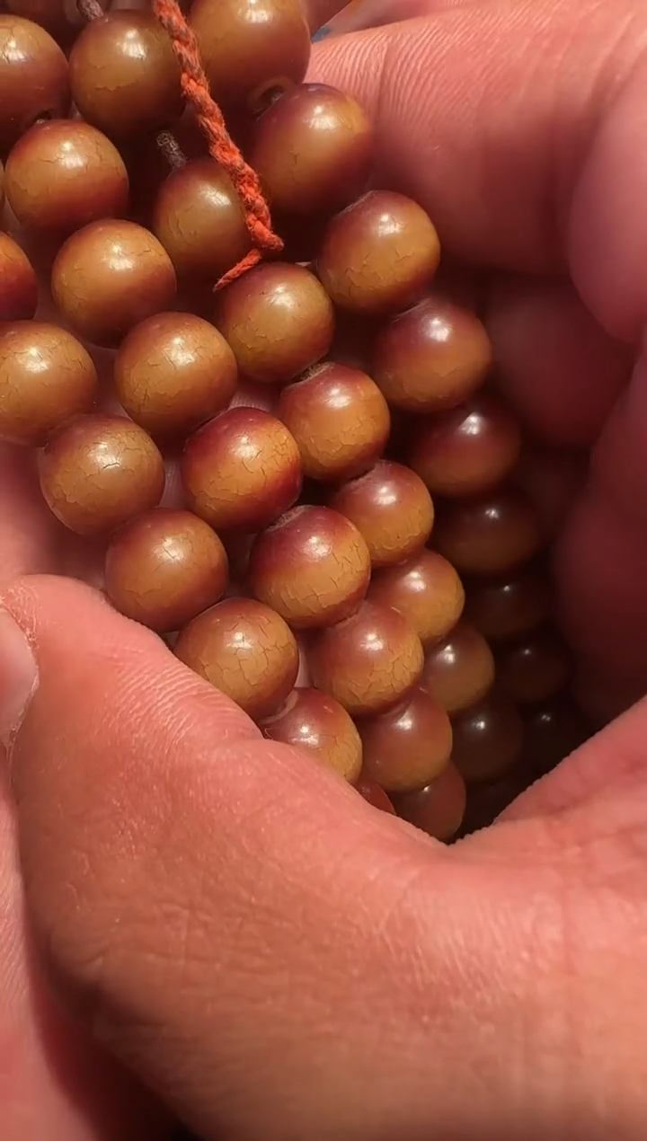 菩提根菩提根菩提根