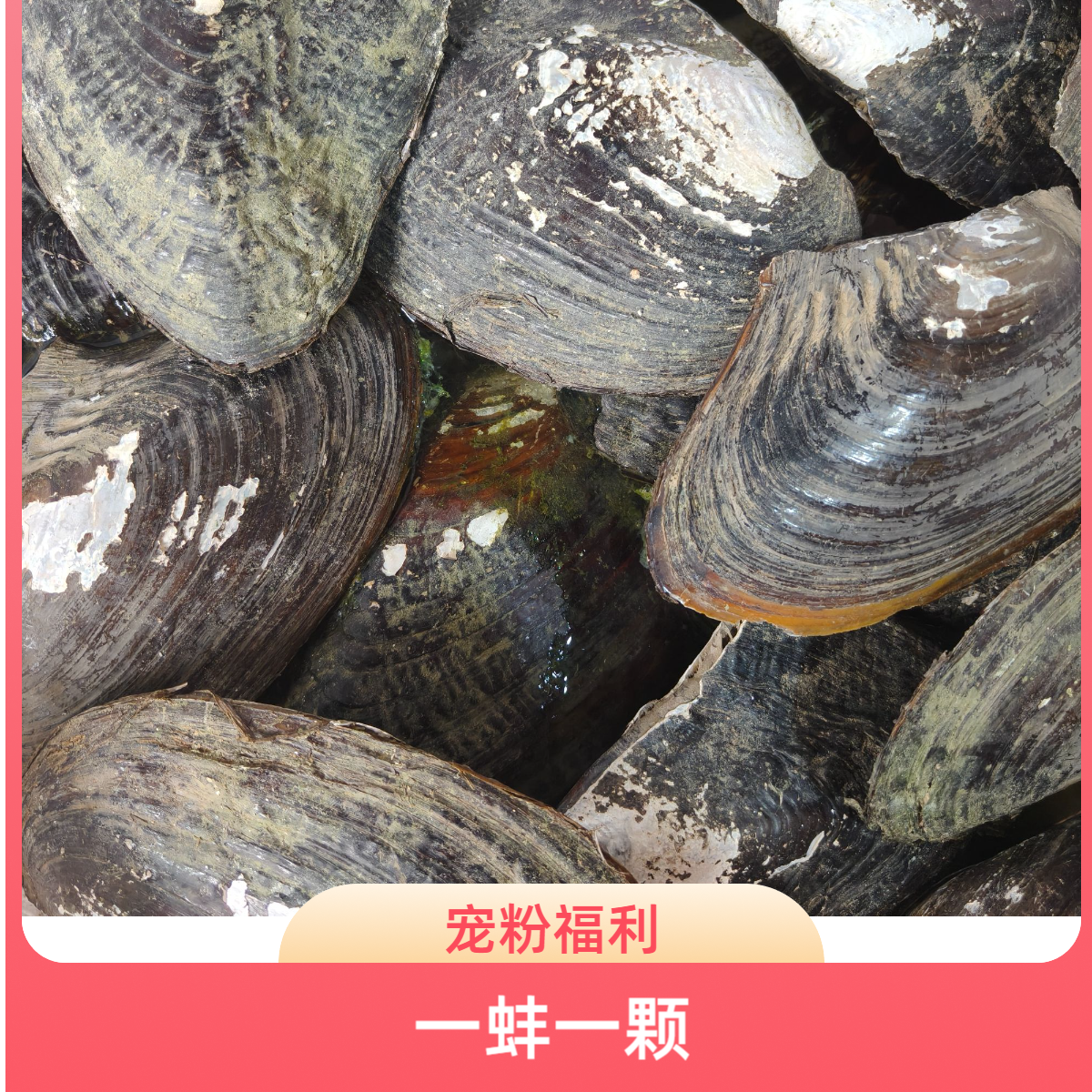 原生单珠蚌保9mm 可定制DIY（活体开取，不退不换）