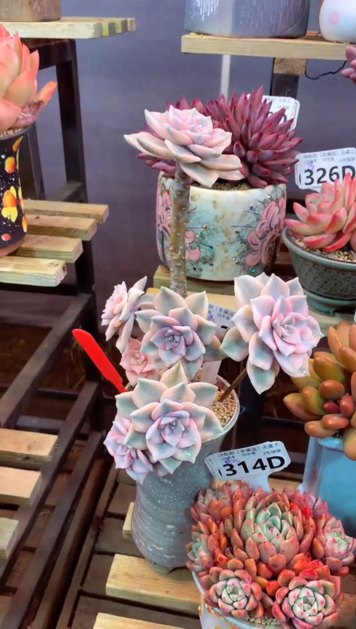 313D（一物一拍，精品多肉，w所见即所得 ）