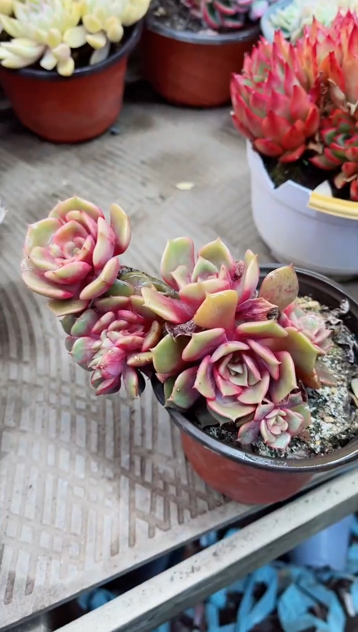 【闪购商品】04009