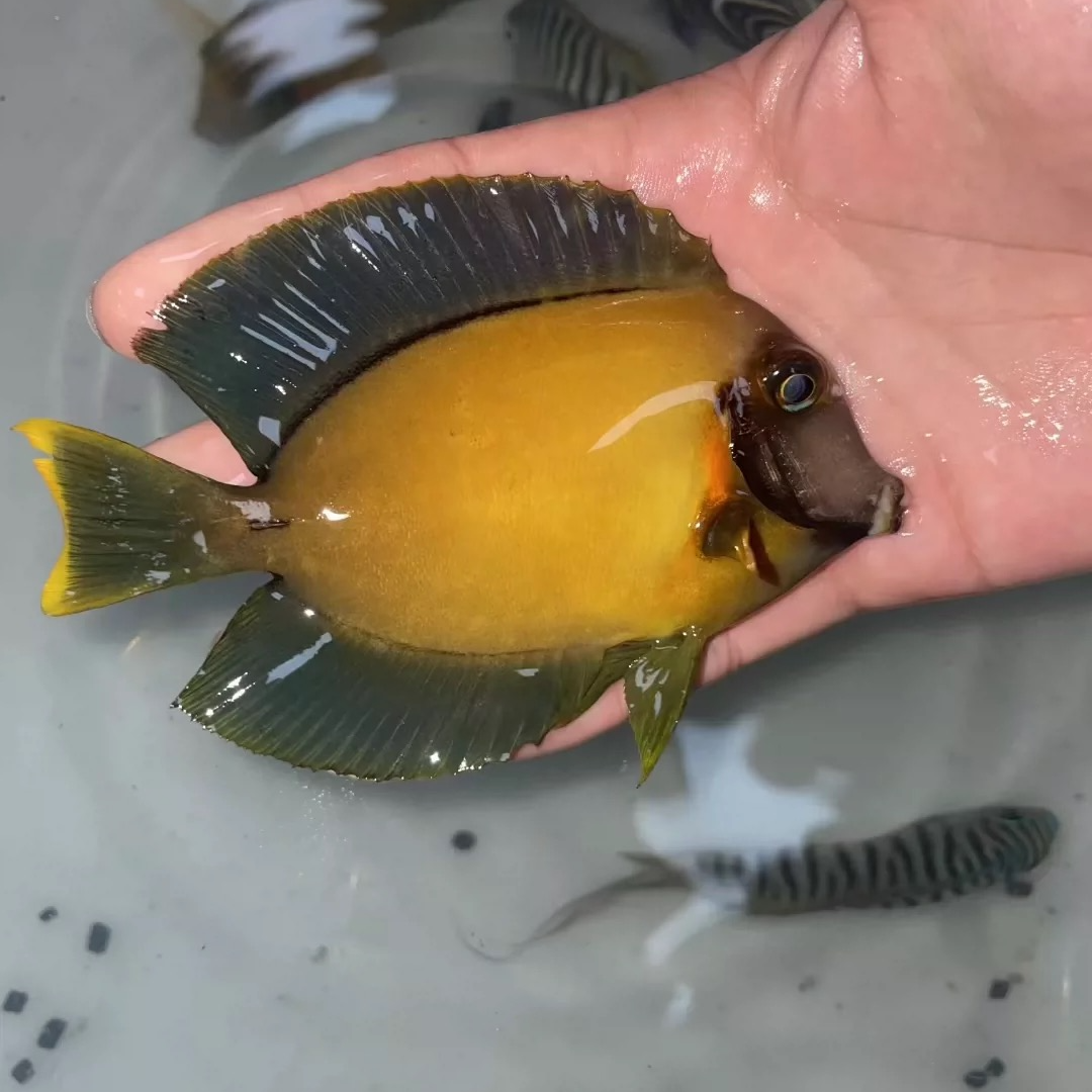 柠檬吊 黄吊长大版海水观赏鱼