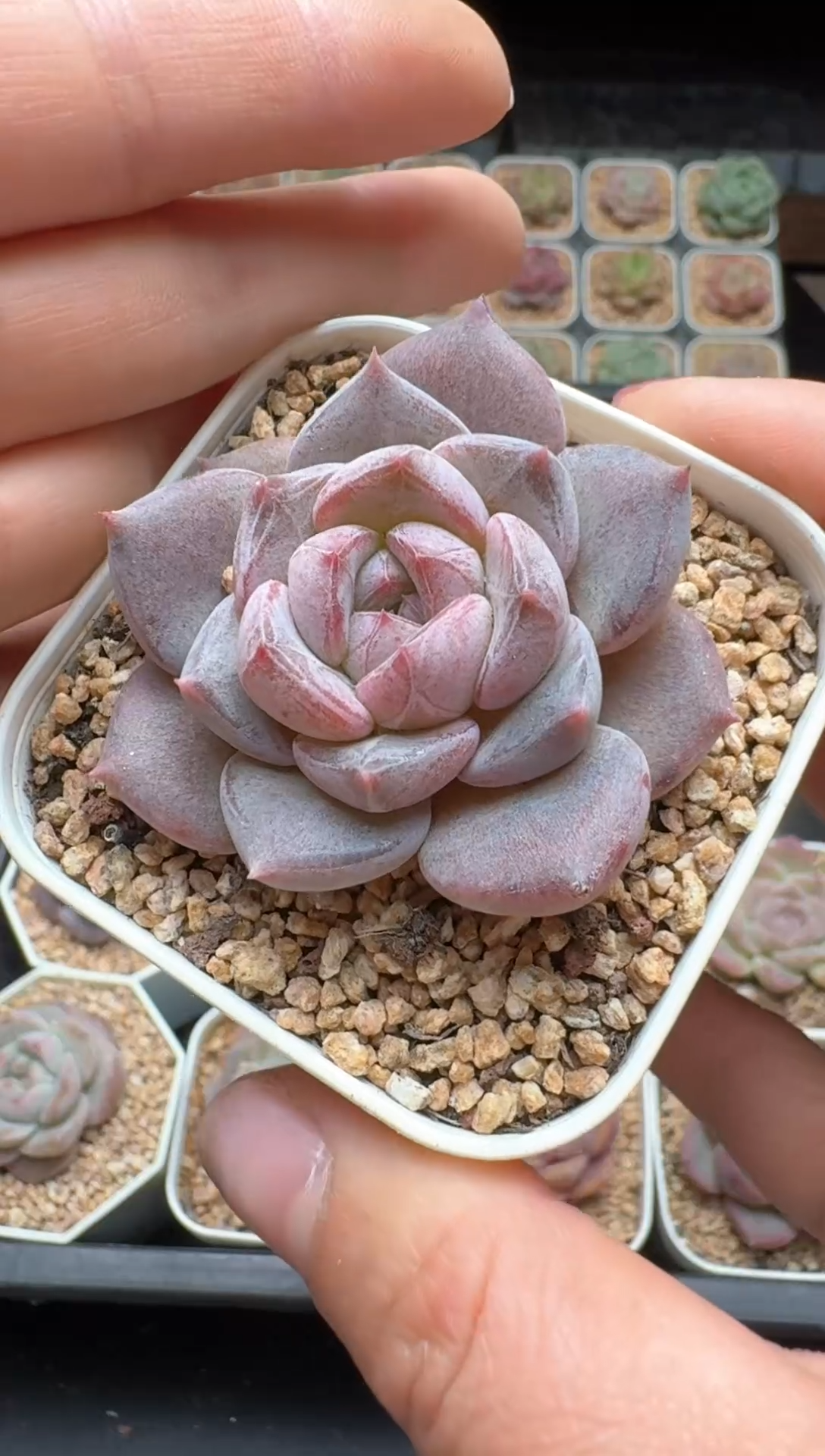 【闪购商品】429号 珍妮杂交多肉 花卉植物