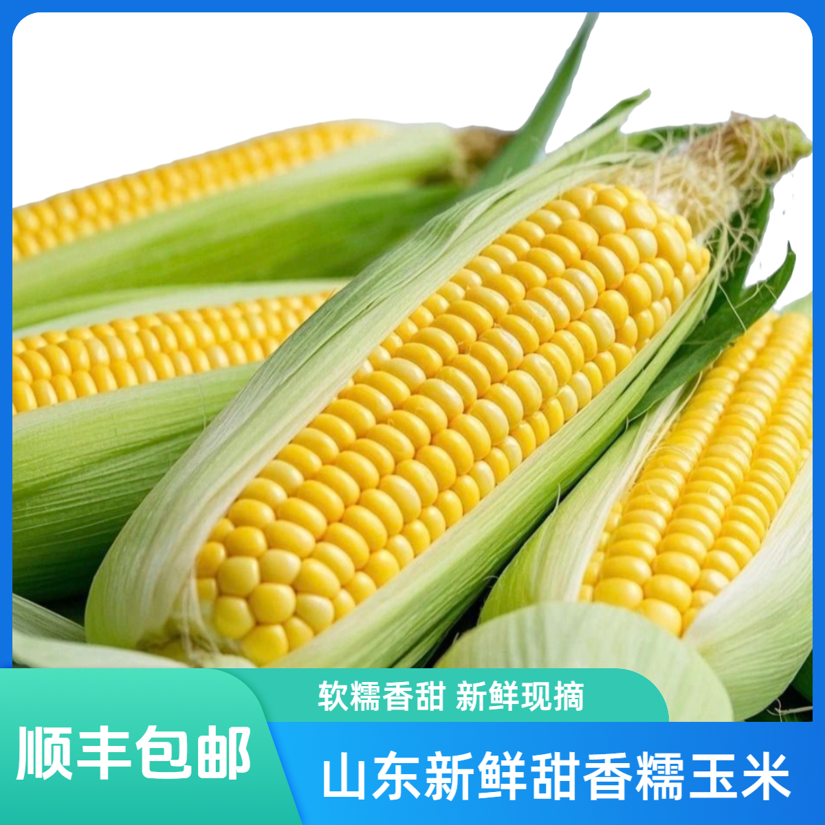 【书记助农】新鲜甜香糯玉米净重5斤装12-15根山东省