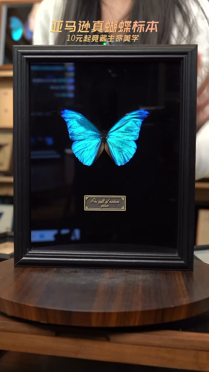 尖翅蓝闪蝶标本全品