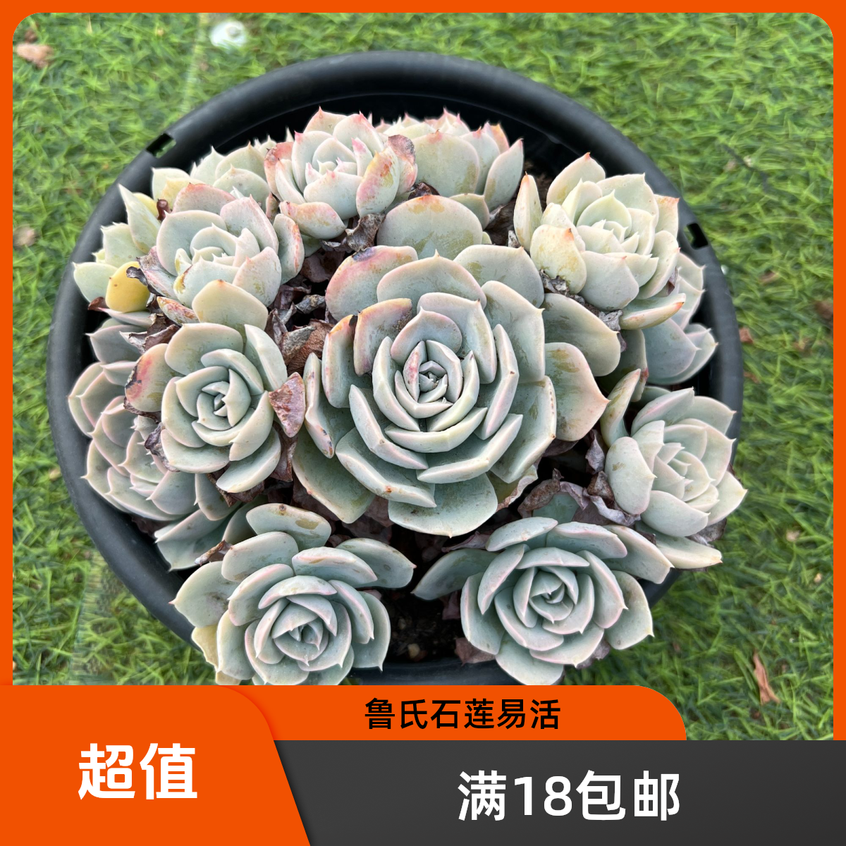 鲁氏石莲多肉【满18包邮】以直播间展示为准 新手好养