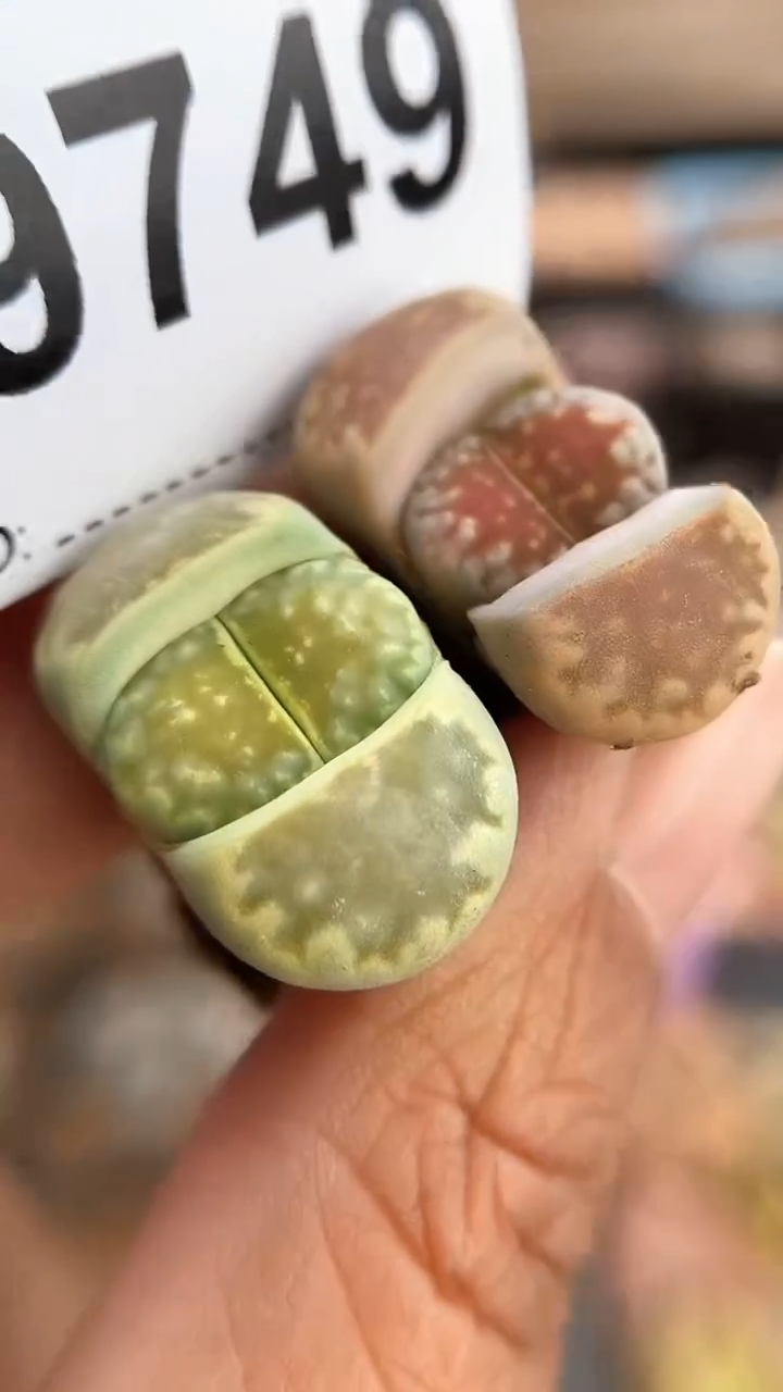 【闪购商品】9749直播一物一拍