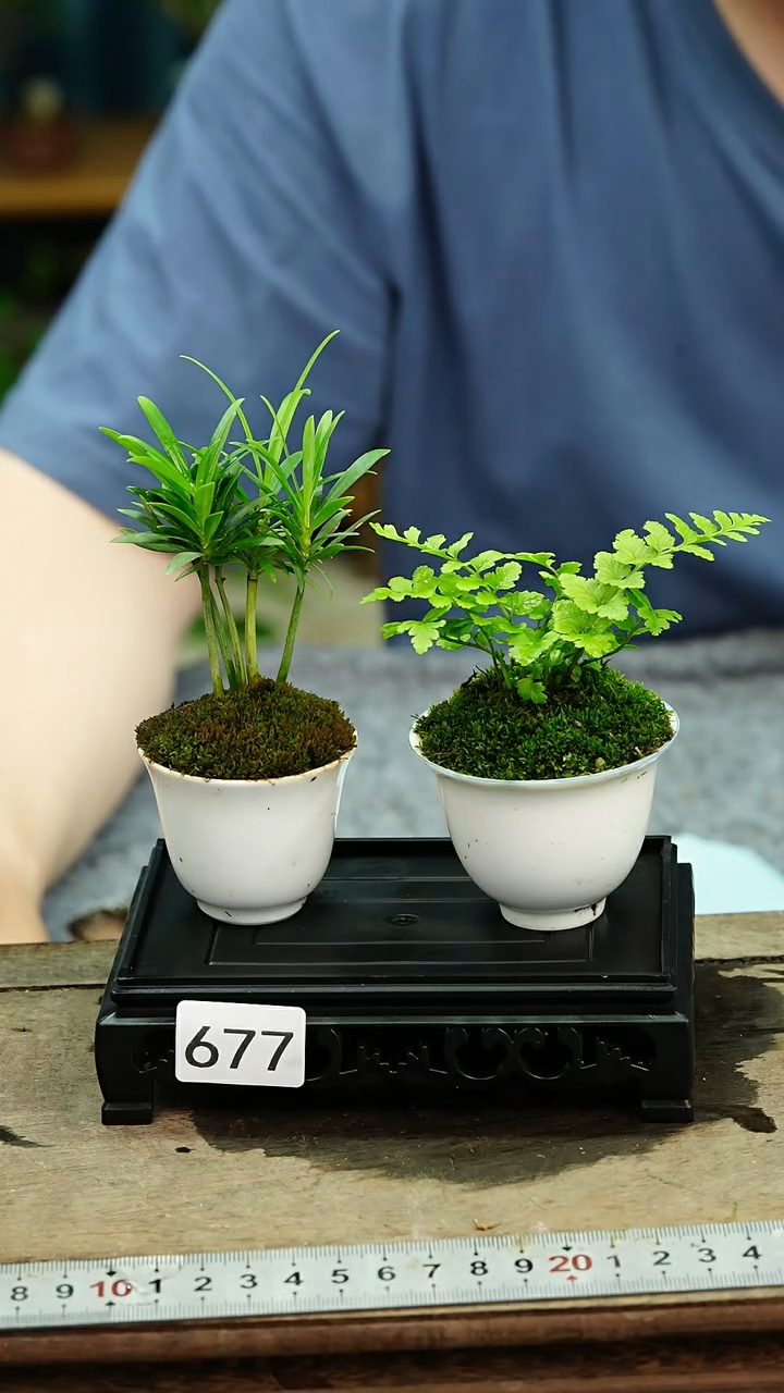 无花朵苔藓微景观677号