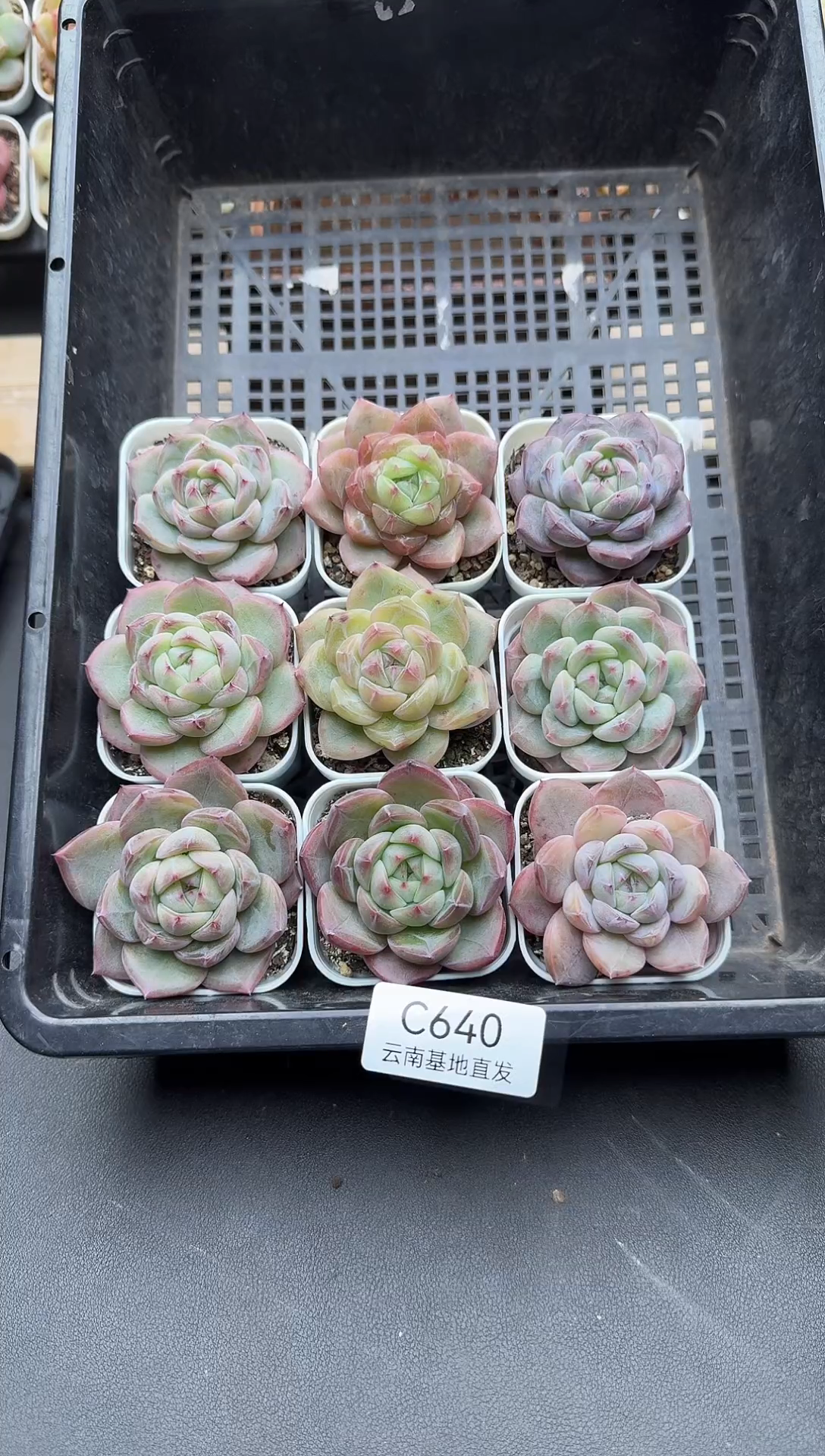 珍妮杂交多肉C640