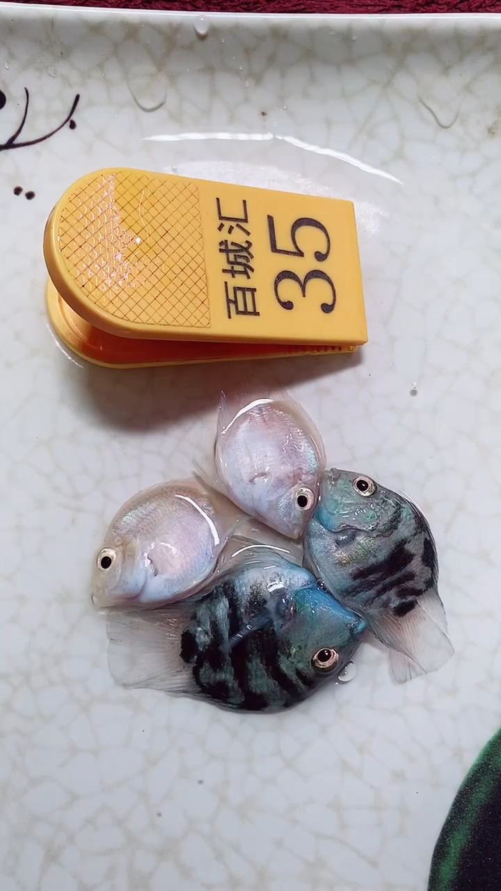 鹦鹉鱼66666666666666666666666666