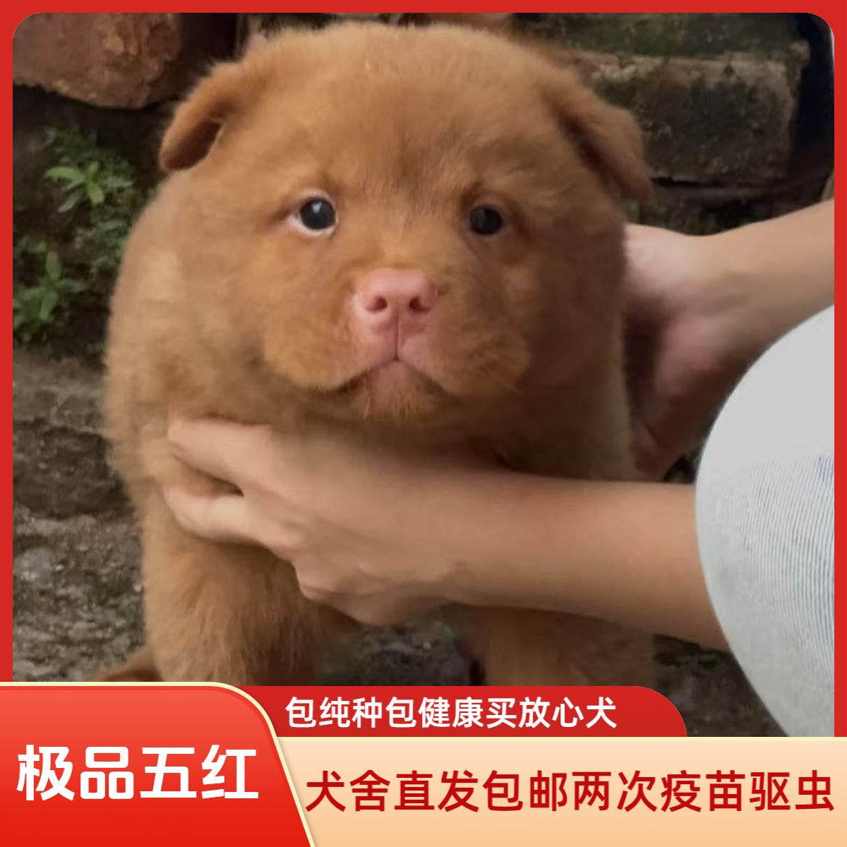 广东广西中华田园犬五红全虎头猫耳胖宽幼仔