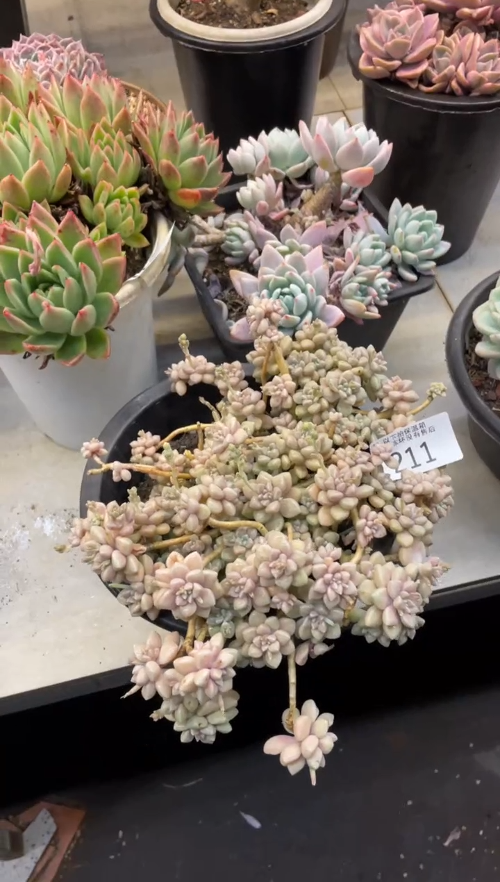 【闪购商品】211丸叶姬秋丽不包损+