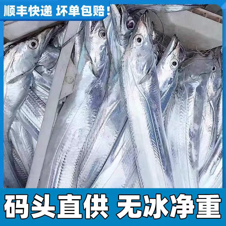 海钓带鱼1斤-9两每条 发5条净重4.5斤 无冰衣油带鱼新鲜速冻顺丰