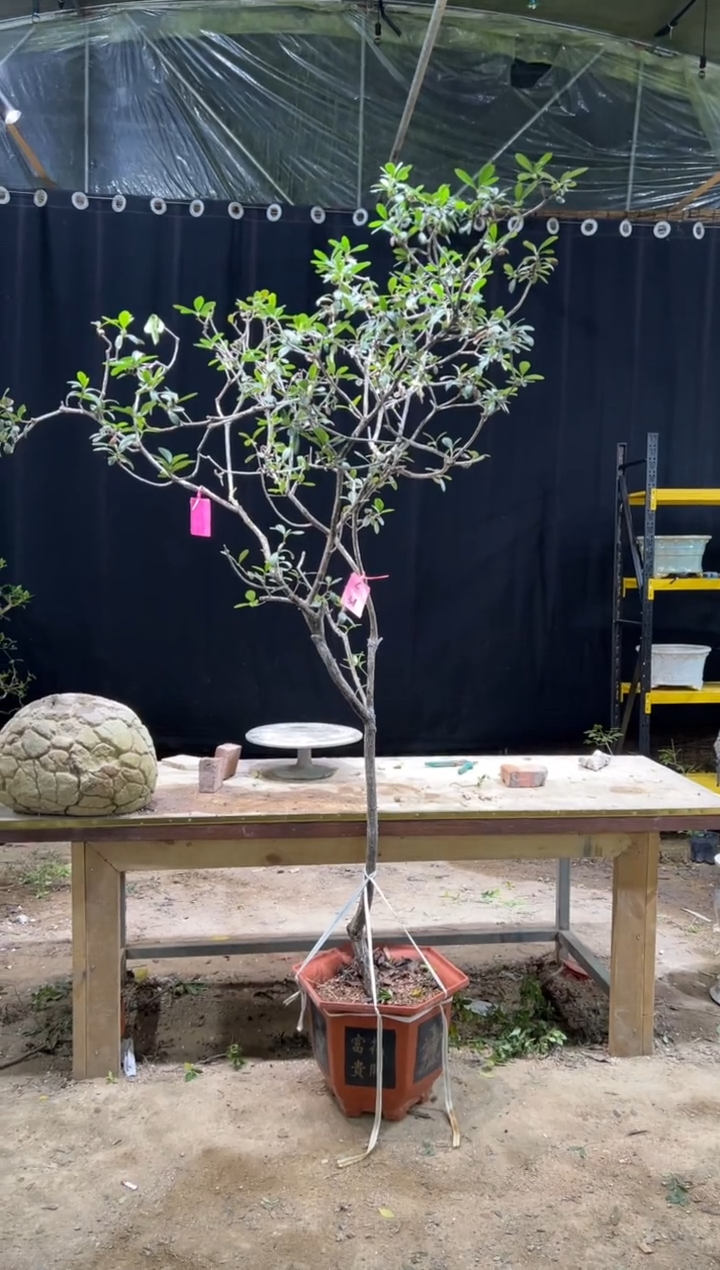当前无花朵，栽培后可花朵用****5 海岛春花