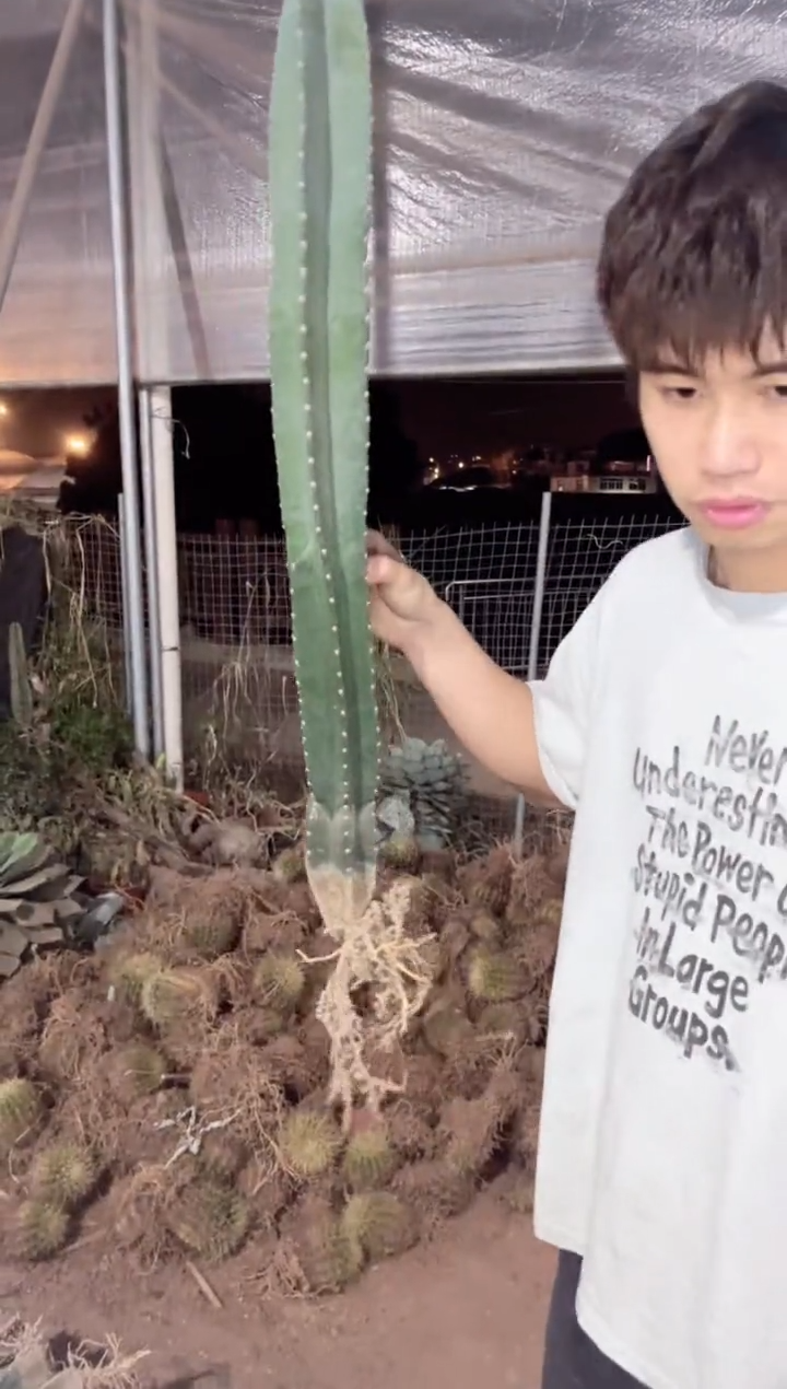 【闪购商品】【带根】60cm 量天尺