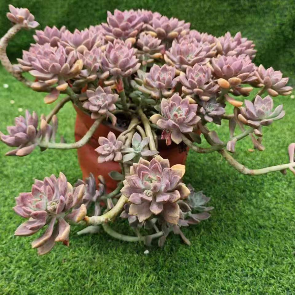 阿伦培 云南昆明发货精品多肉绿植园艺种植多肉办公室