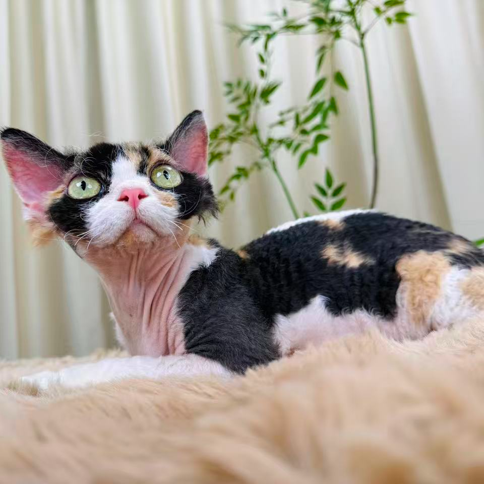 小齐家的德文猫（质保 30 天猫瘟猫传腹两针疫苗出发）