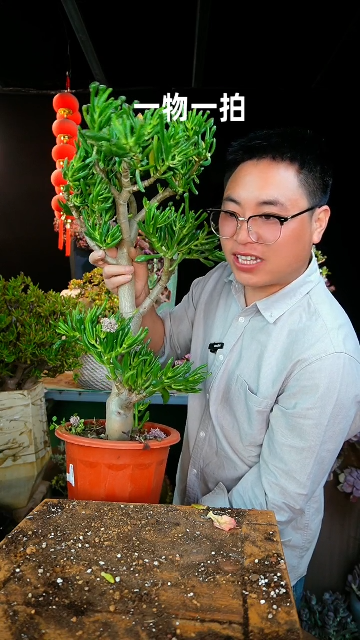 【闪购商品】大吸财树27号