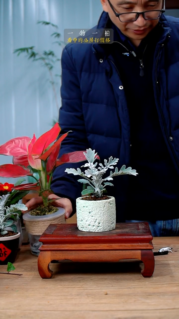 完全开放六*银叶菊240