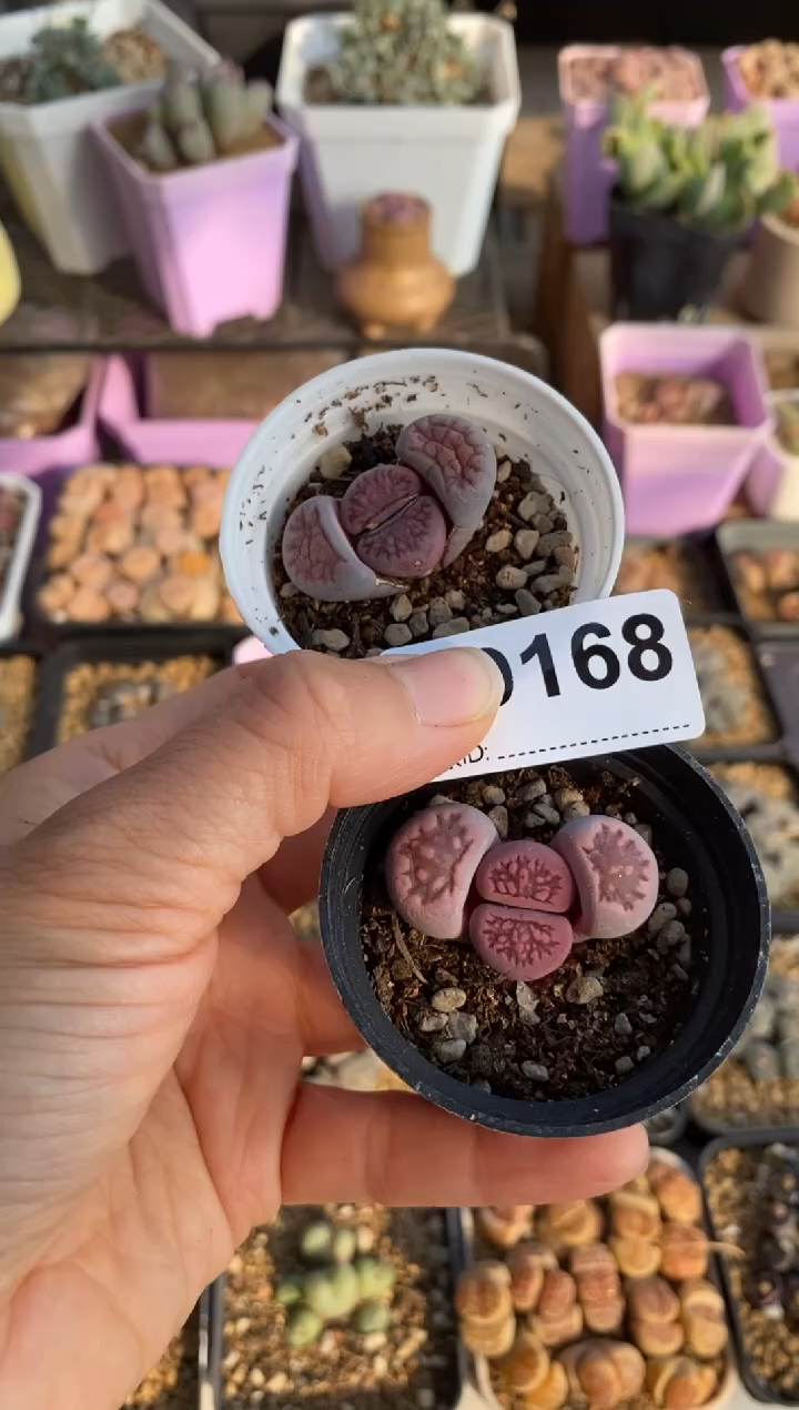 【闪购商品】9168直播一物一拍