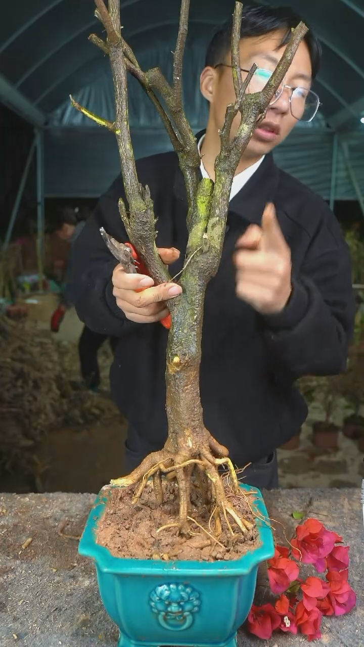 【闪购商品】三角梅老桩以实物为准图片仅供参考6