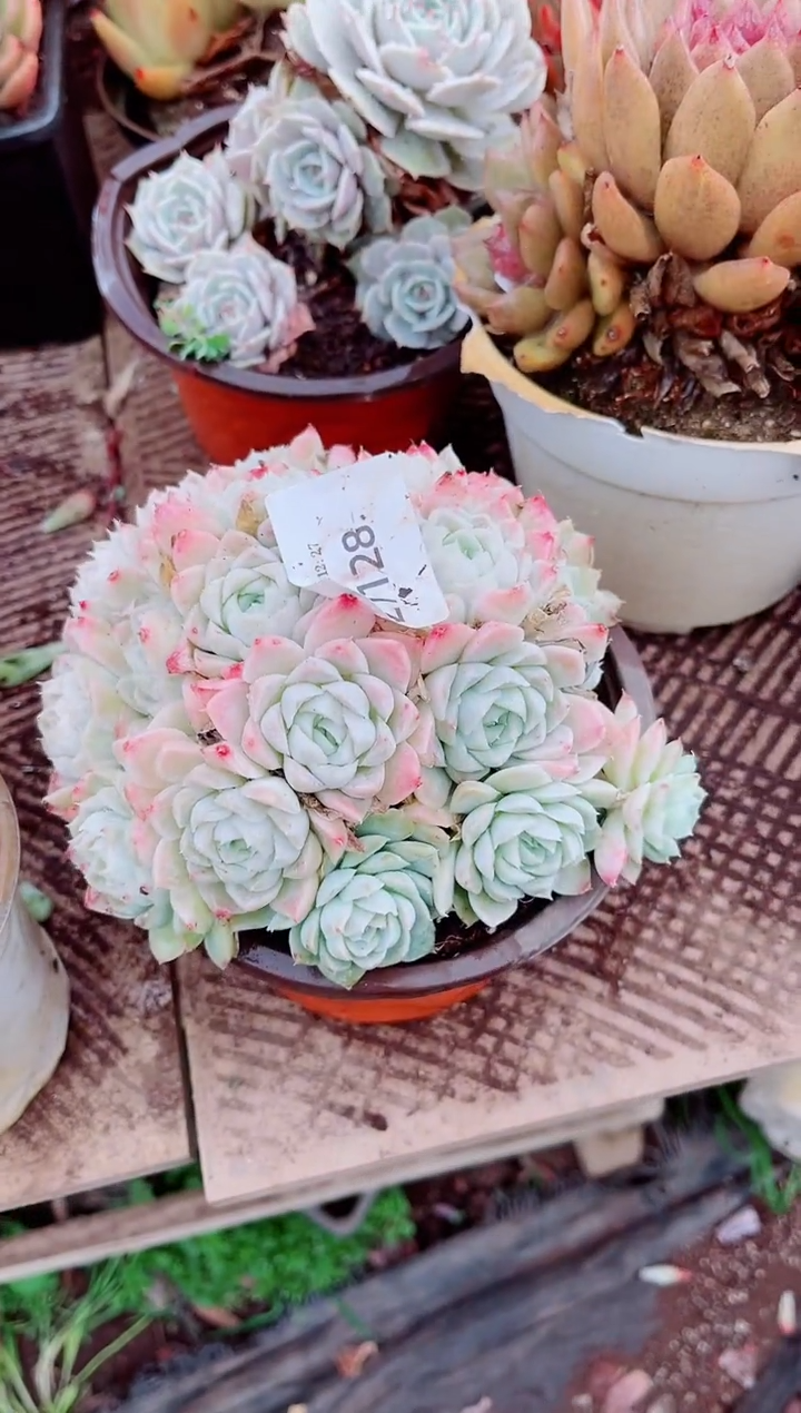 翡***?跃跃精品多肉27128