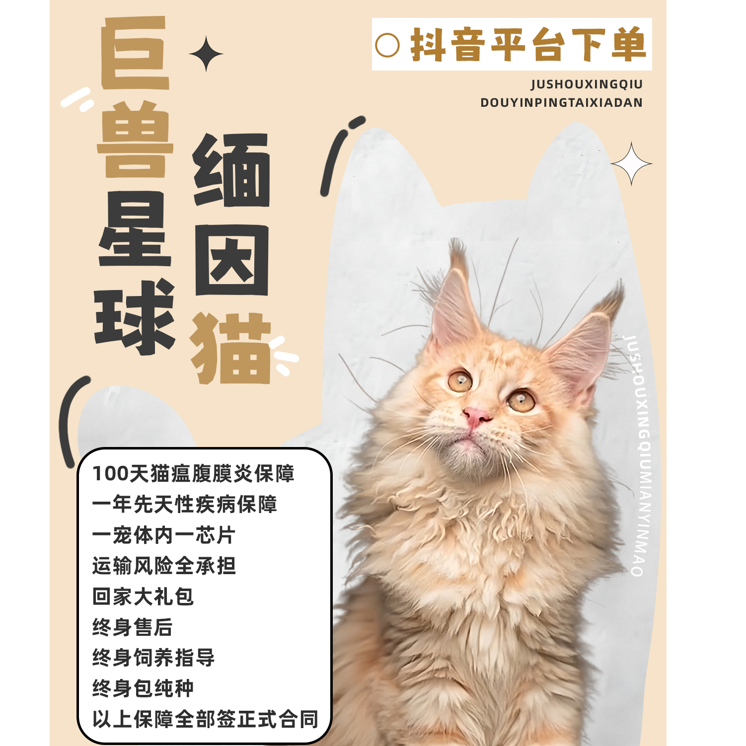 巨兽星球缅因猫宠物猫咪（0）