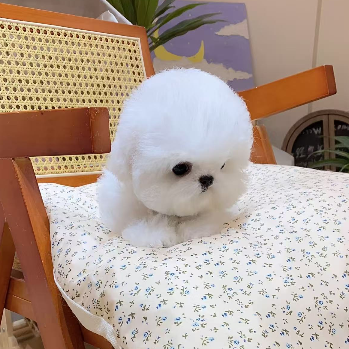 芗家比熊幼犬小体韩系比熊