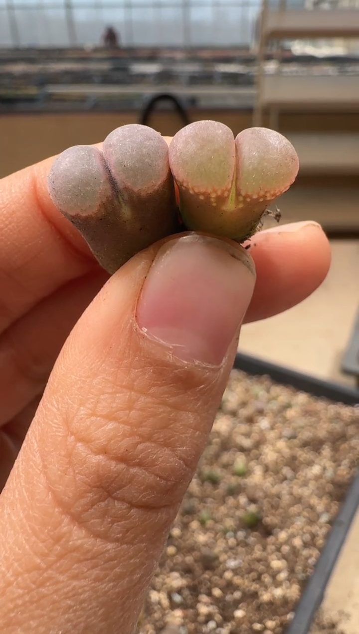 多肉植物肉锥3-123
