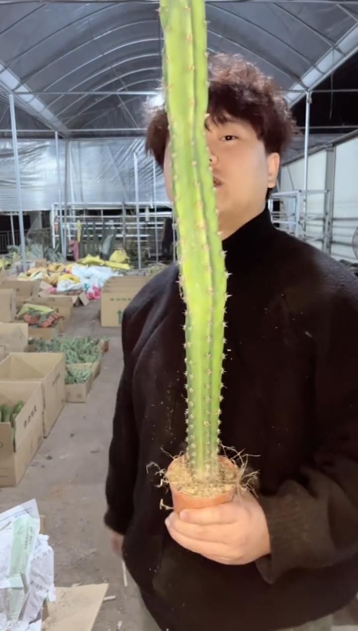 【闪购商品】【带根】高40cm 秀蒲柱