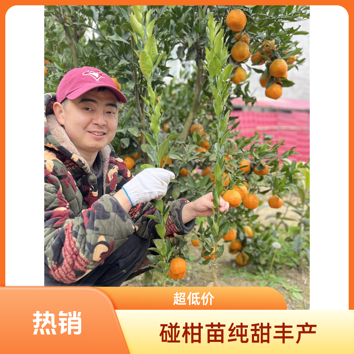 碰柑1年裸根福利苗