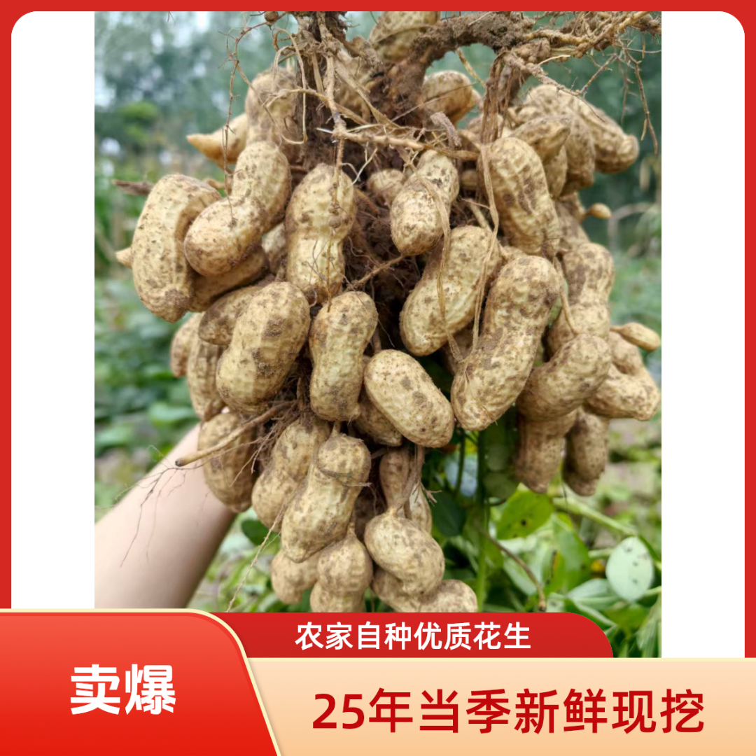 25年当季新鲜带壳粉皮湿花生现挖现发可水煮生吃农家自种