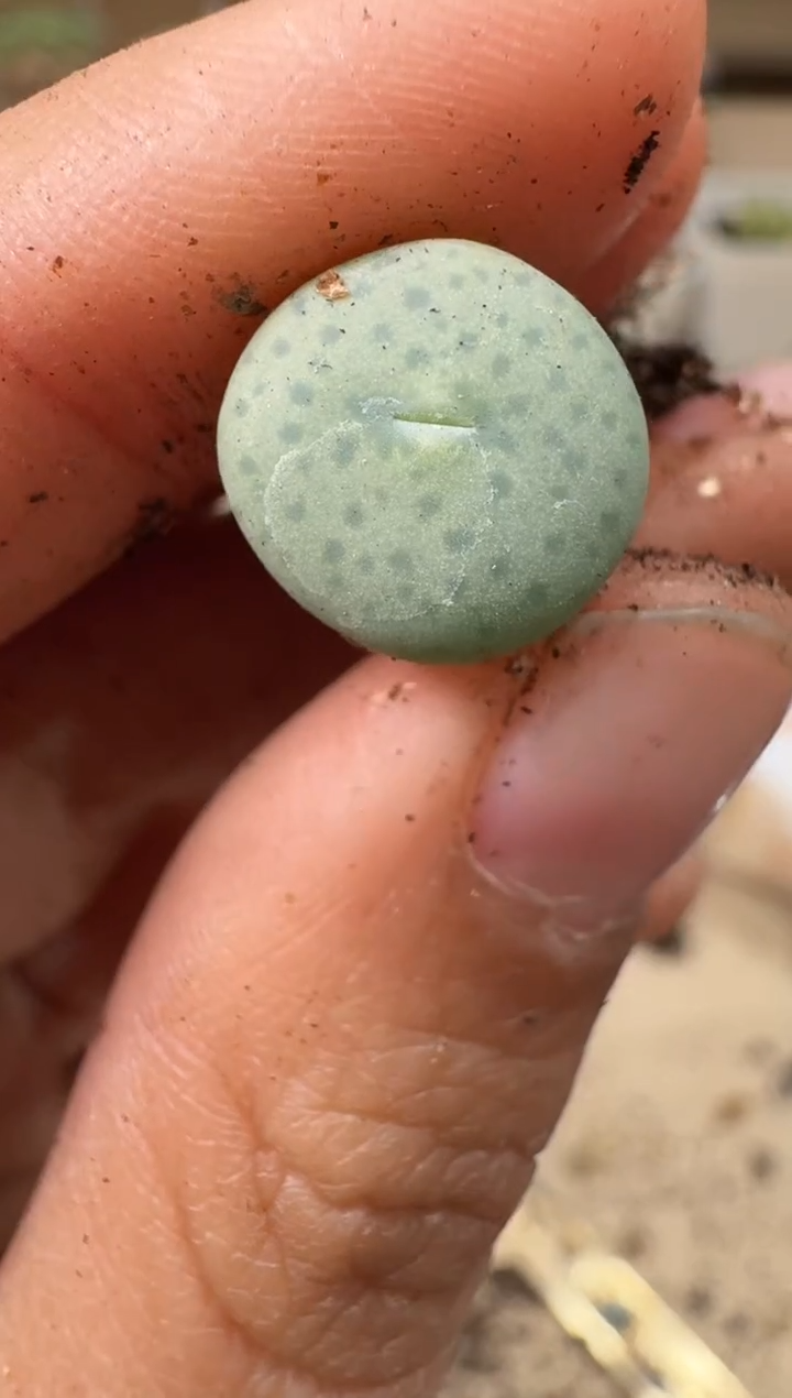 多肉植物肉锥4-149