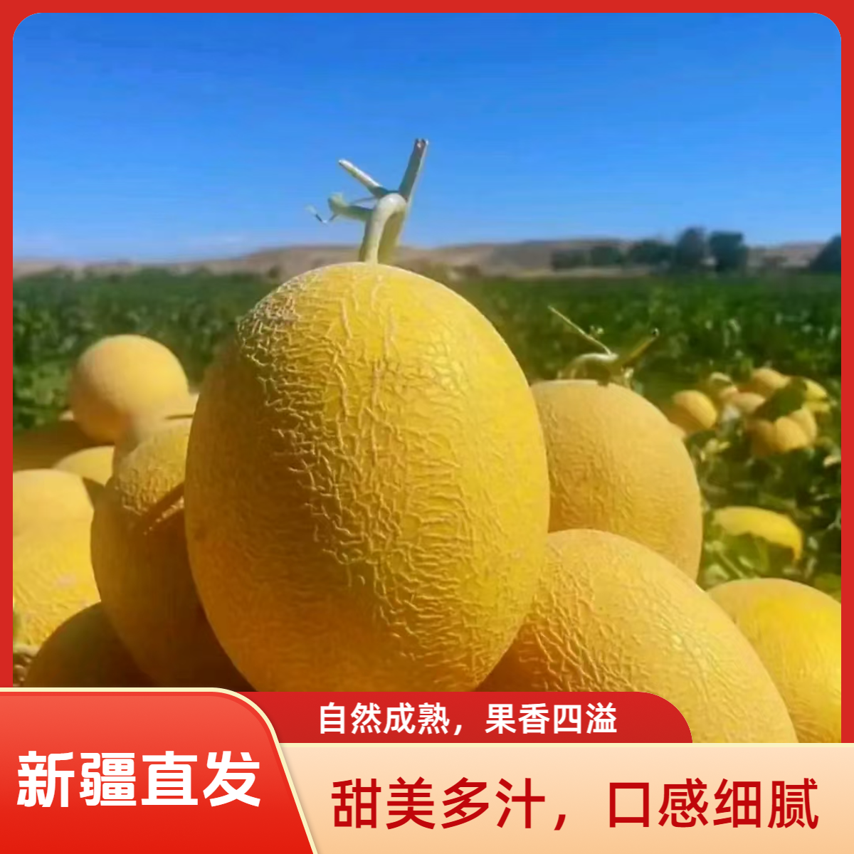 （顺丰直发）新疆吐鲁番金色年华哈密瓜