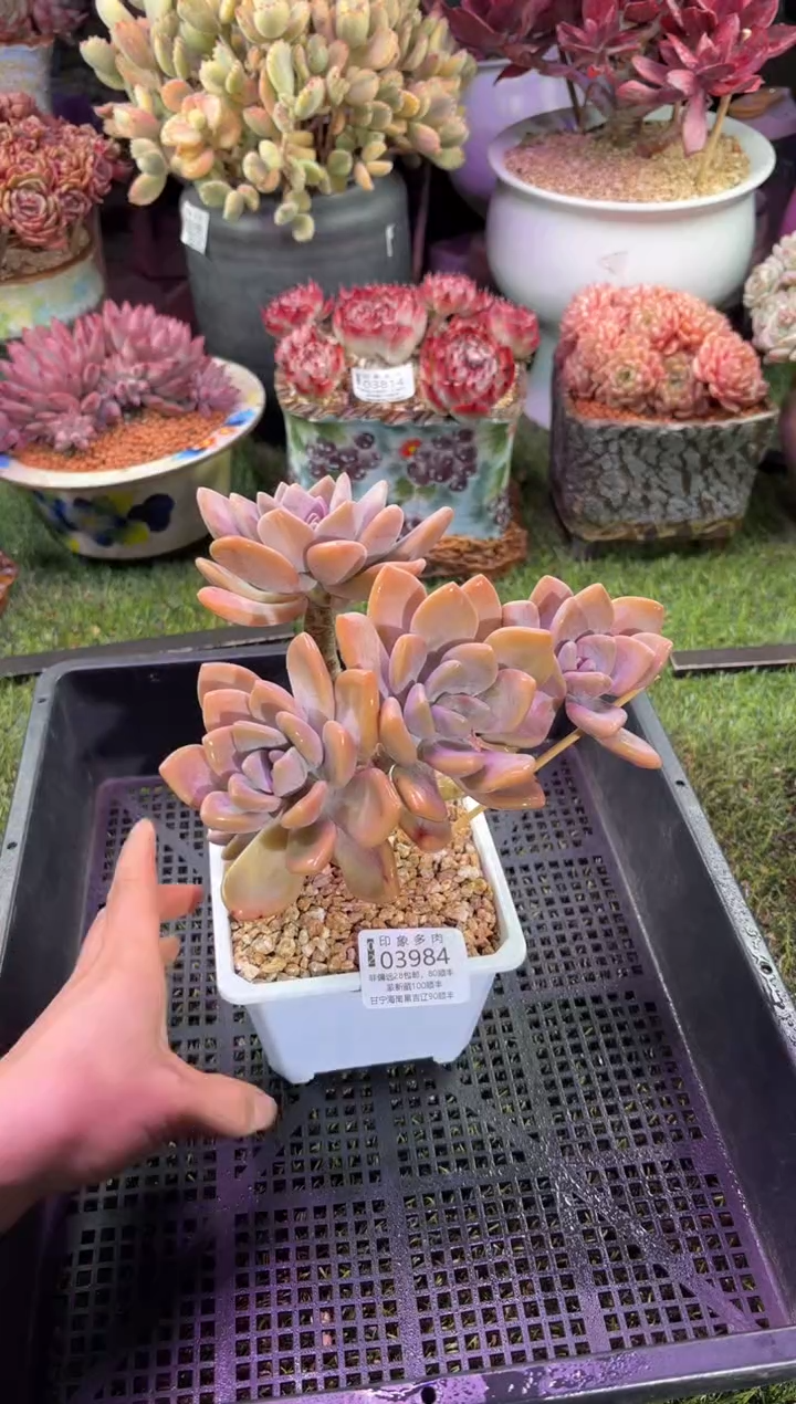 【闪购商品】03984