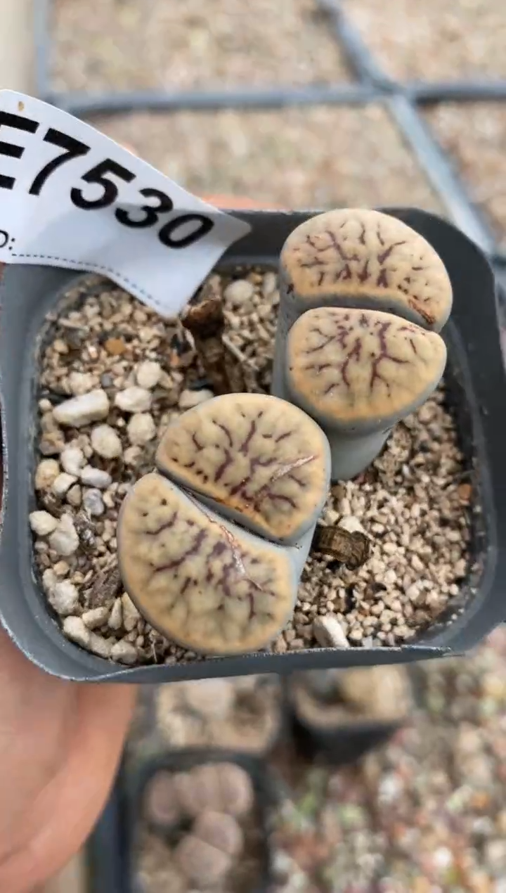 7530直播间一物一拍有腿