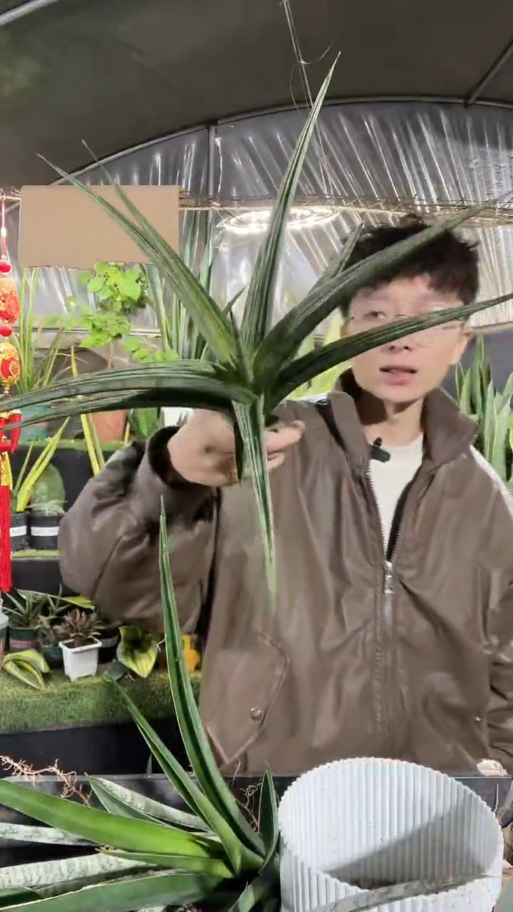 摇滚鳄鱼裸根26.8