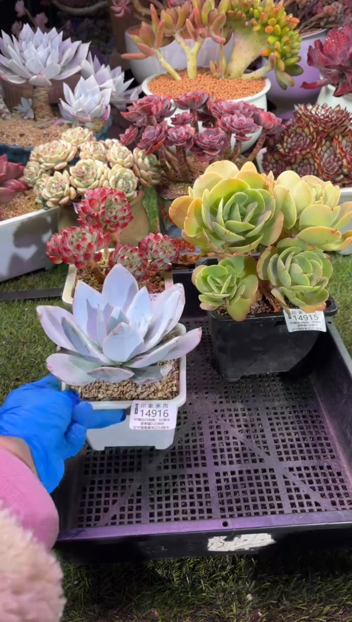 【闪购商品】14916